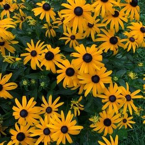 Meet your Posher, Elena